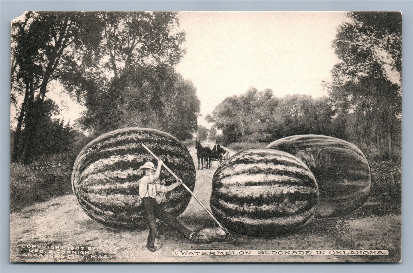 OKLAHOMA WATERMELON BLOCKADE EXAGGERATED ANTIQUE POSTCARD