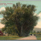 GREENFIELD MA THE WILLOWS ANTIQUE POSTCARD