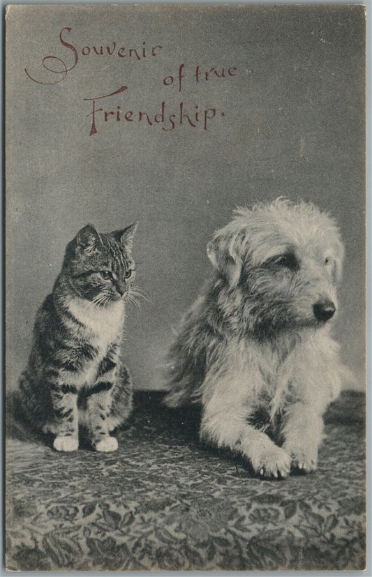 CAT & DOG FRIENDSHIP ANTIQUE POSTCARD