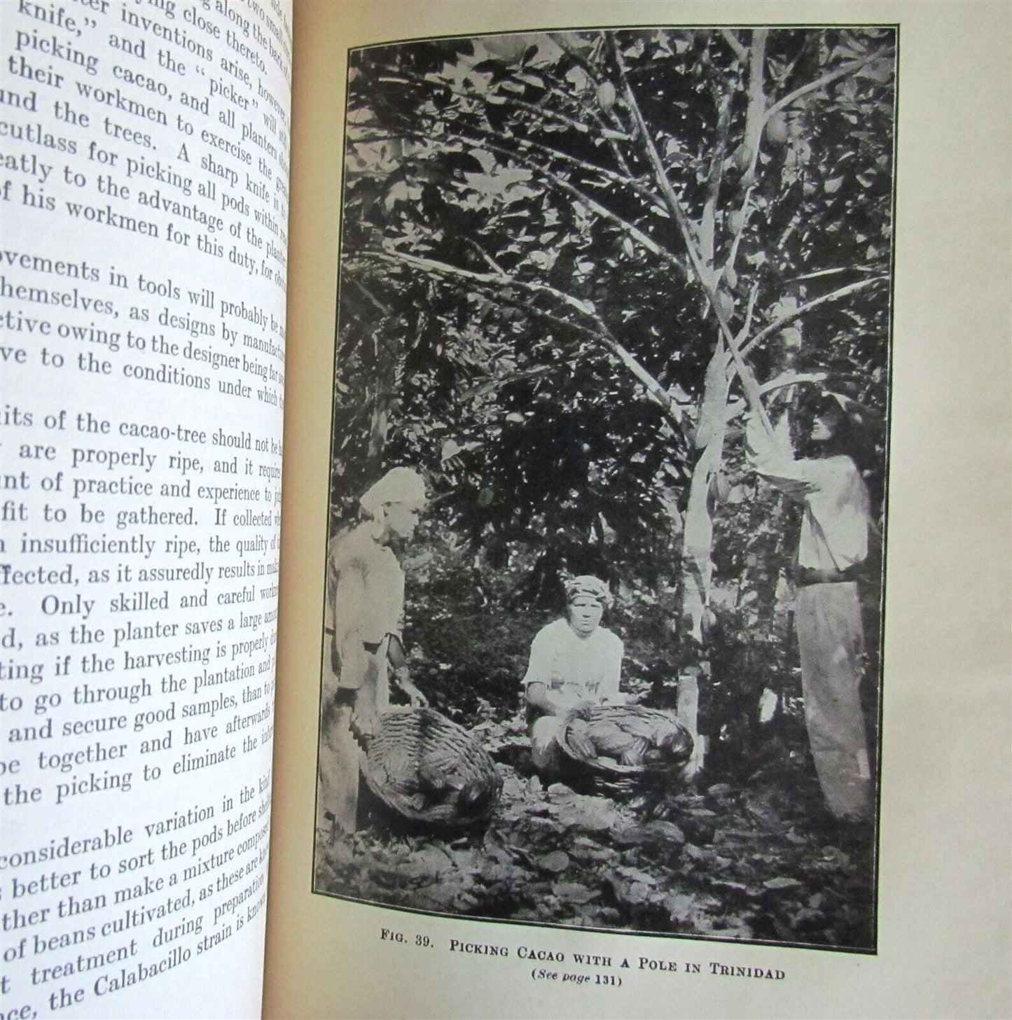 1911 CACAO Manual on the Cultivation and Curing ILLUSTRATED antique