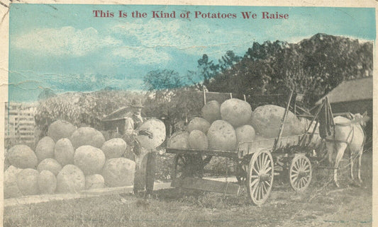 EXAGGERATED POTATOES 1921 ANTIQUE POSTCARD