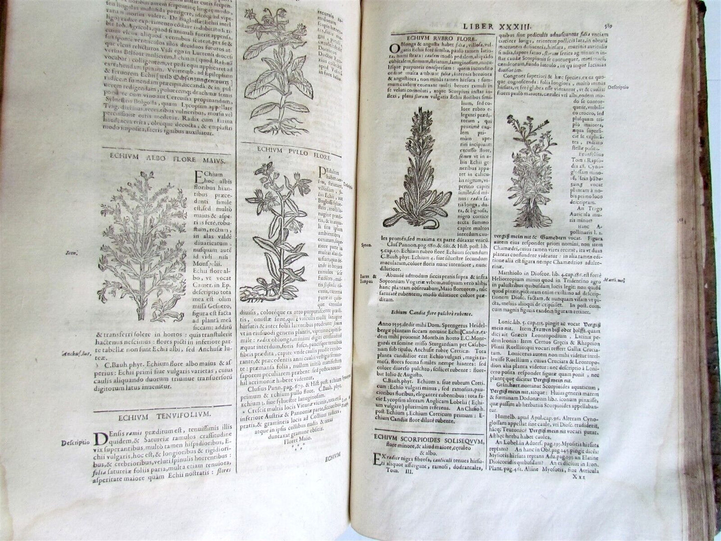 1651 HISTORIAE PLANTARUM UNIVERSALIS v.3 by J. Bauhin antique BOTANY ILLUSTRATED