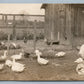 FARM SCENE LADY w/ GOOSE ANTIQUE REAL PHOTO POSTCARD RPPC