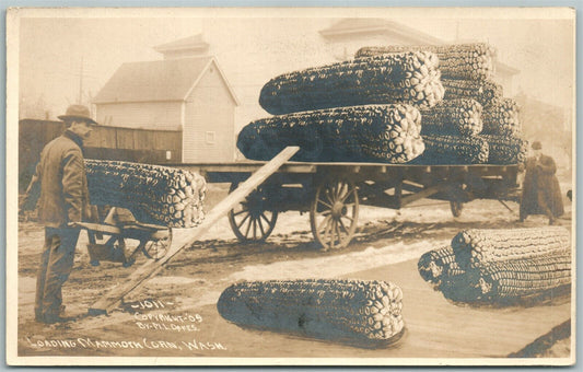 EXAGGERATED MAMMOTH CORN WASHINGTON 1909 ANTIQUE REAL PHOTO POSTCARD RPPC