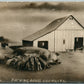 MOTHER PIG w/ PIGLETS PACKING HOUSE RECRUITS ANTIQUE REAL PHOTO POSTCARD RPPC