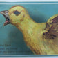 CUTE CHICK SQUEAK ANTIQUE POSTCARD