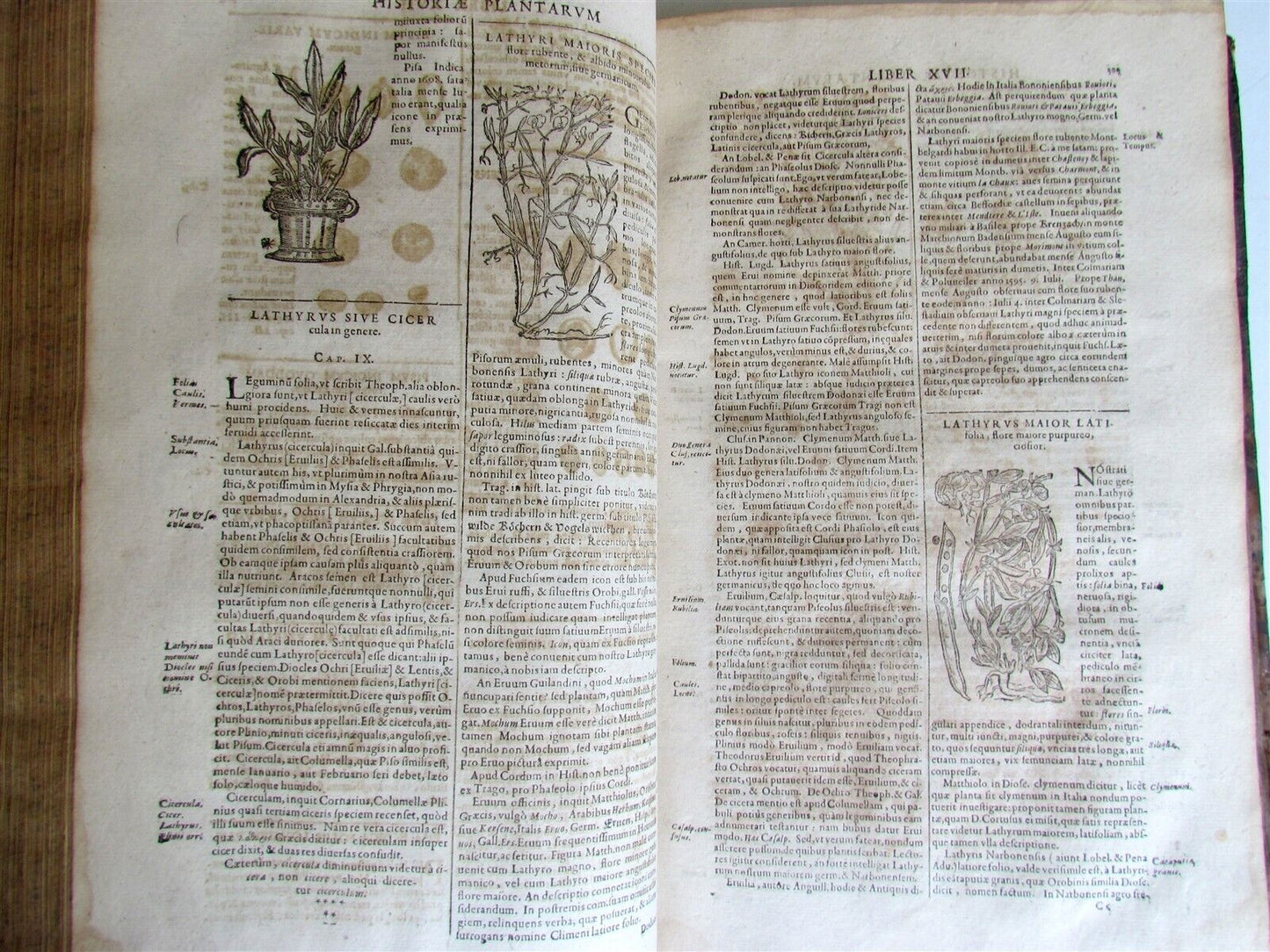 1651 HISTORIAE PLANTARUM UNIVERSALIS V.2 by J. Bauhin antique BOTANY ILLUSTRATED