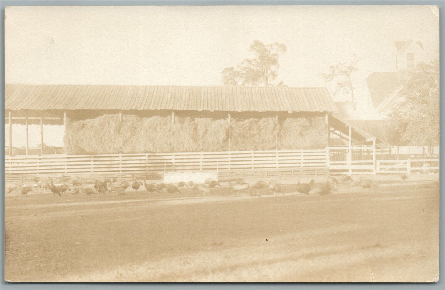 VILLAGE BARN w/ TURKEYS ANTIQUE REAL PHOTO POSTCARD RPPC