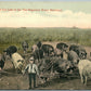 MAN w/ PIGS ANTIQUE COMIC POSTCARD