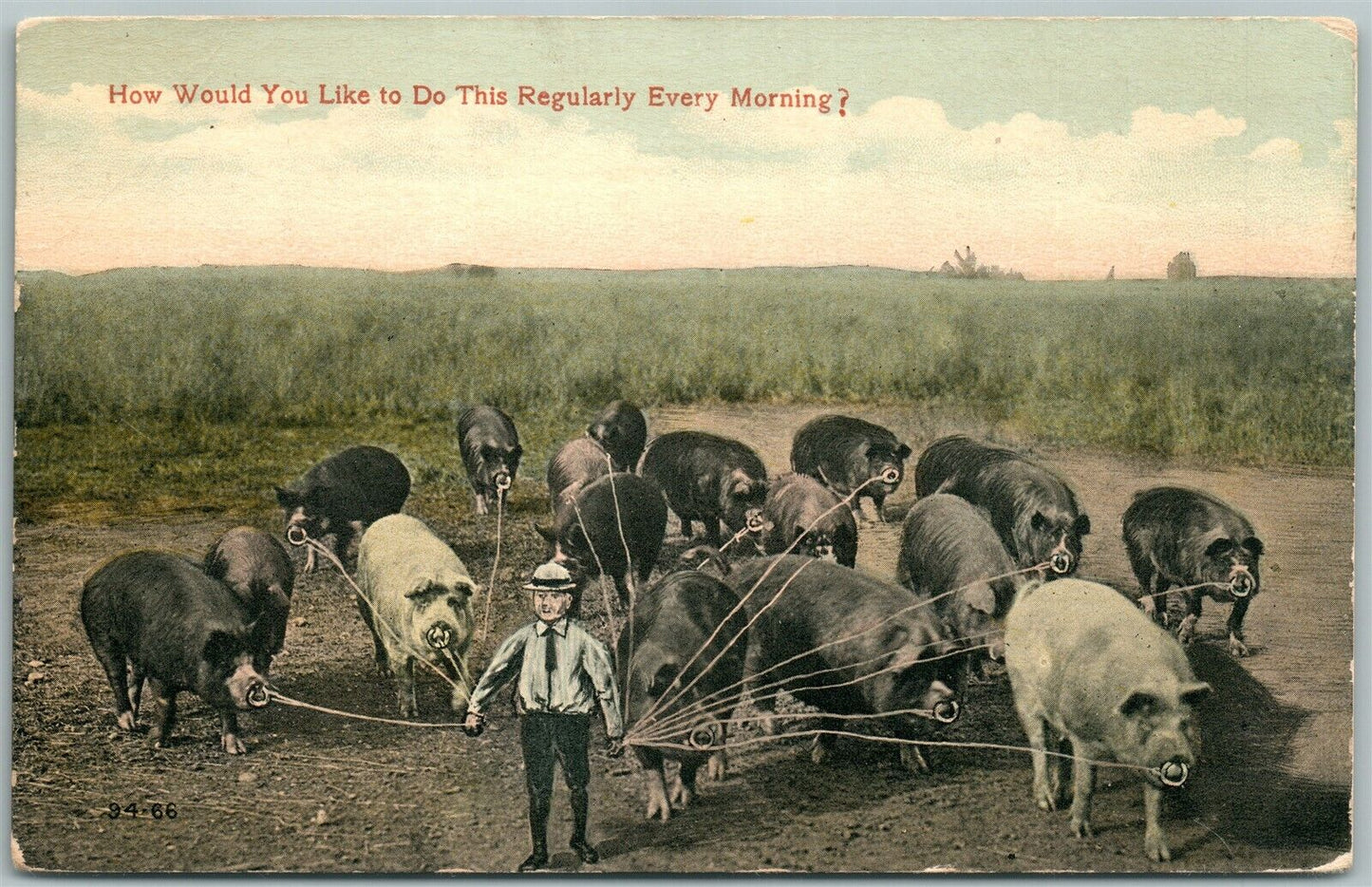 MAN w/ PIGS ANTIQUE COMIC POSTCARD