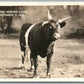 THREE HORNED STEER 1936 ANTIQUE REAL PHOTO POSTCARD RPPC