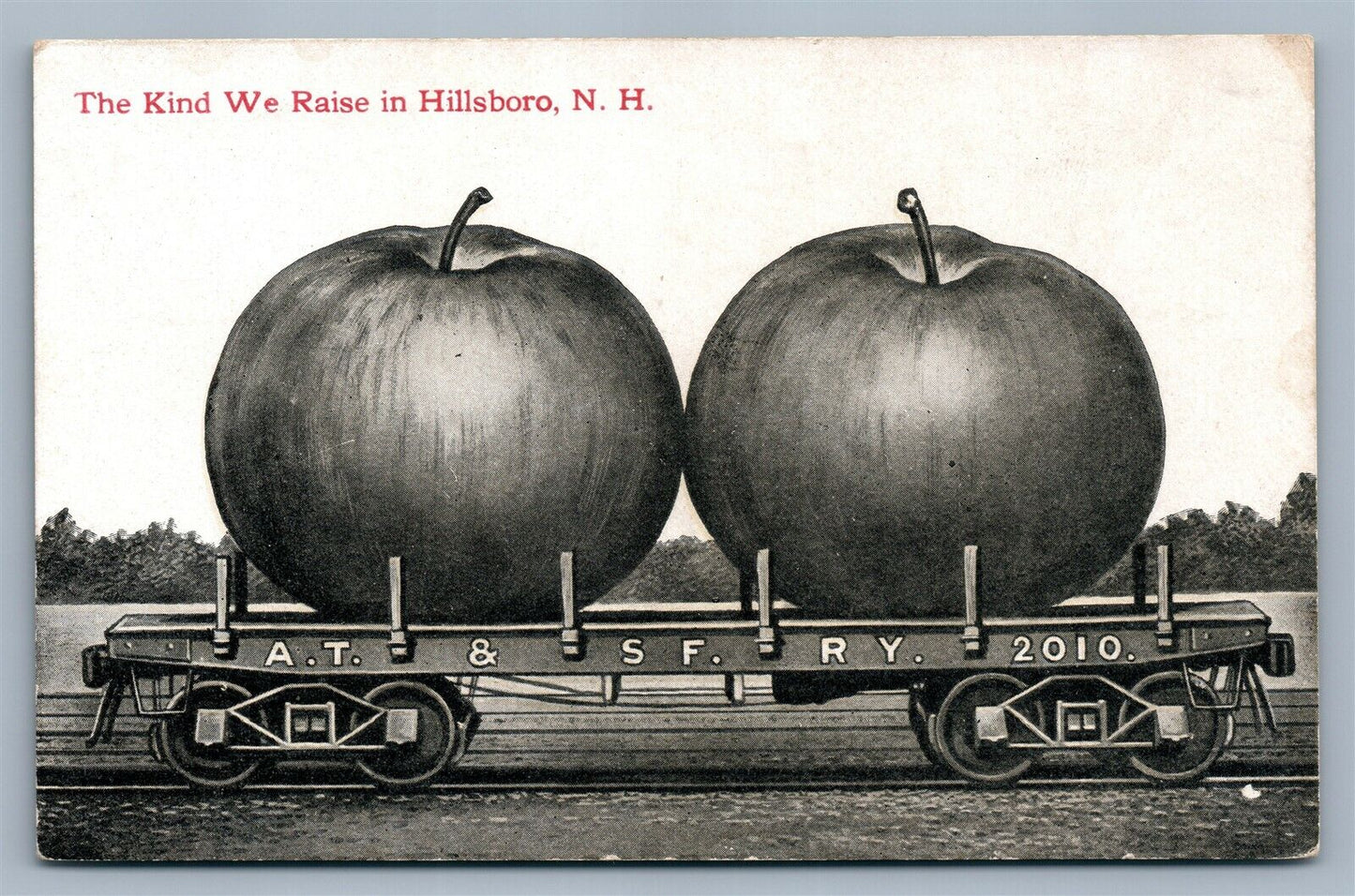 HILLSBORO NH EXAGGERATED APPLES ANTIQUE POSTCARD