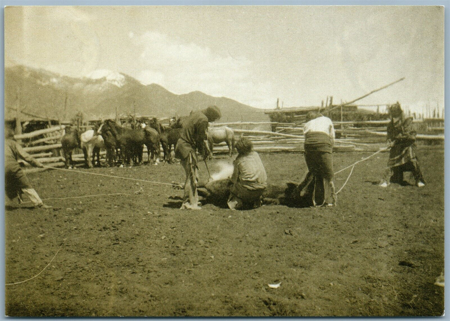 BRANDING HORSES TAOS NEW MEXICO 1987 POSTCARD photo by B.G.RANDALL