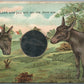 DONKEYS COMIC ANTIQUE POSTCARD w/ INSERTED METAL MIRROR