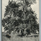 BOUND BROOK NJ OLD CHESTNUT STREET ANTIQUE POSTCARD