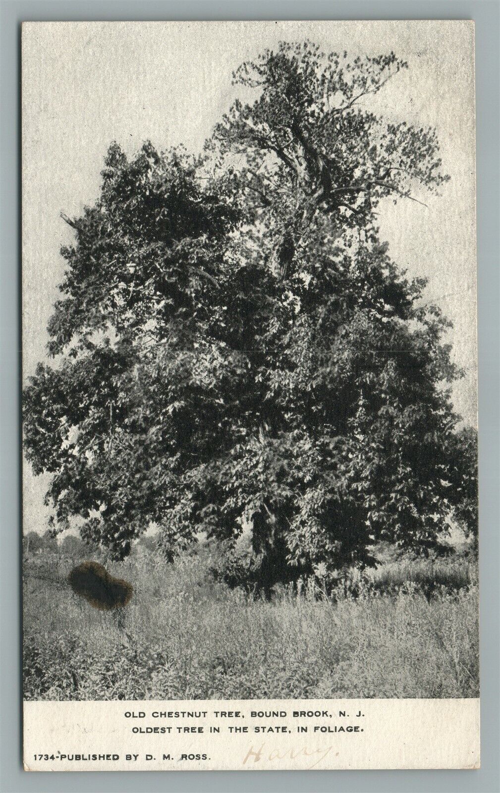 BOUND BROOK NJ OLD CHESTNUT STREET ANTIQUE POSTCARD