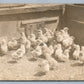 FARM SCENE w/ CHICKS ANTIQUE REAL PHOTO POSTCARD RPPC