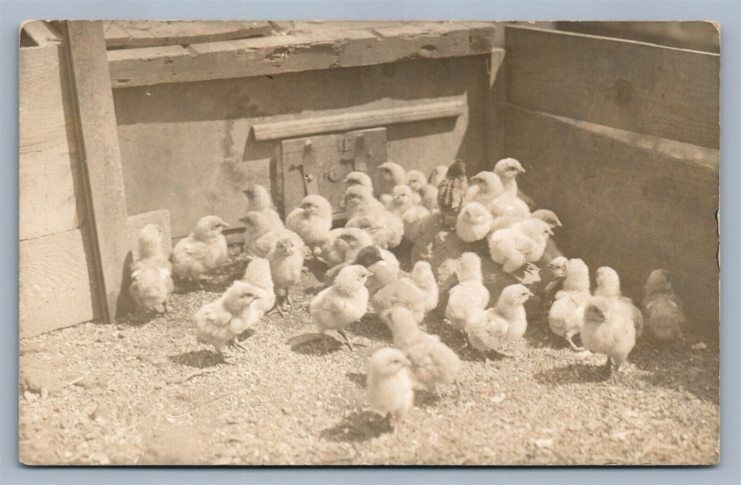FARM SCENE w/ CHICKS ANTIQUE REAL PHOTO POSTCARD RPPC
