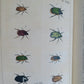 1770 ILLUSTRATIONS of NATURAL HISTORY of EXOTIC INSECTS by D.DRURY antique RARE