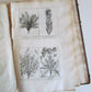 1714 ICONES PLANTARUM per GALLIAM HISPANIAM et ITALIAM Jacques BARRELIER antique