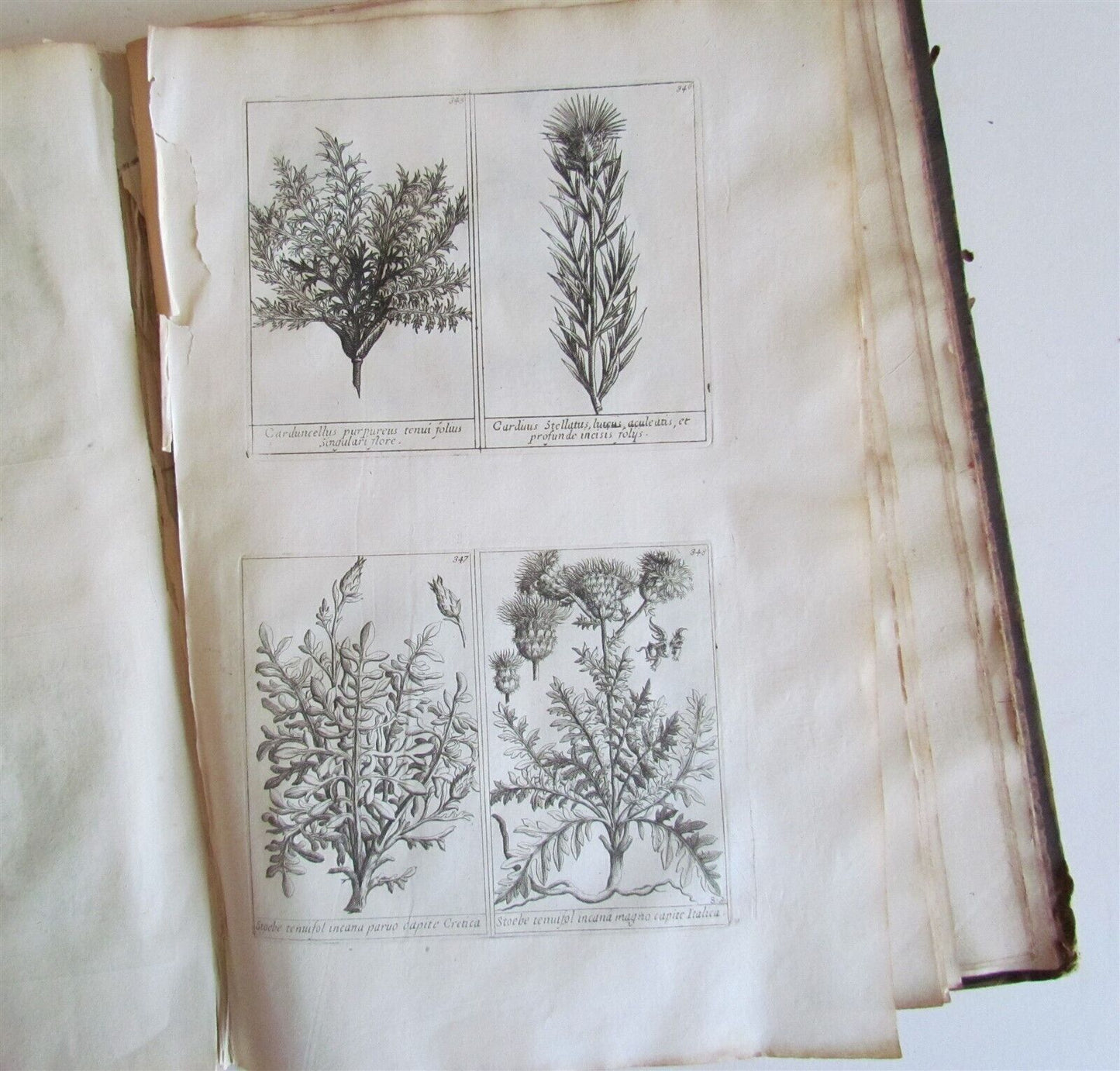 1714 ICONES PLANTARUM per GALLIAM HISPANIAM et ITALIAM Jacques BARRELIER antique