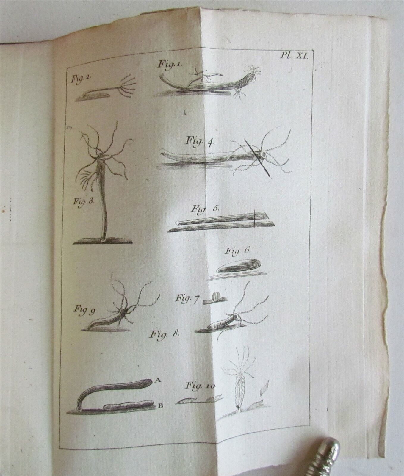 1744 NATURAL HISTORY of the POLYPES ILLUSTRATED w/ 22 engraved plates ANTIQUE