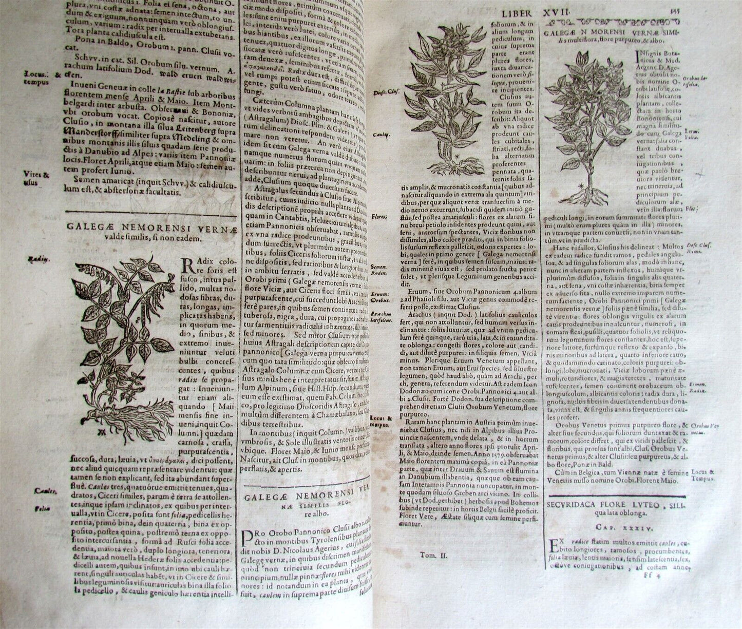 1651 HISTORIAE PLANTARUM UNIVERSALIS V.2 by J. Bauhin antique BOTANY ILLUSTRATED