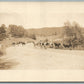 COW HERD VINTAGE REAL PHOTO POSTCARD RPPC