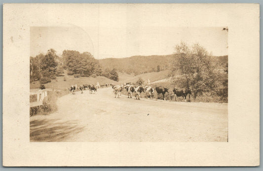 COW HERD VINTAGE REAL PHOTO POSTCARD RPPC