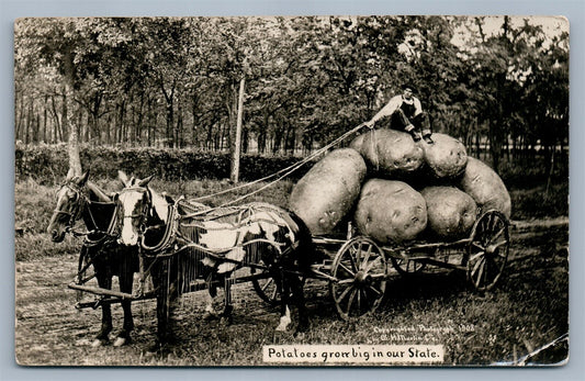 EXAGGERATED POTATOES FARMING ANTIQUE REAL PHOTO POSTCARD RPPC