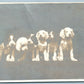 PUPPY DOGS COMPANY ANTIQUE REAL PHOTO POSTCARD RPPC