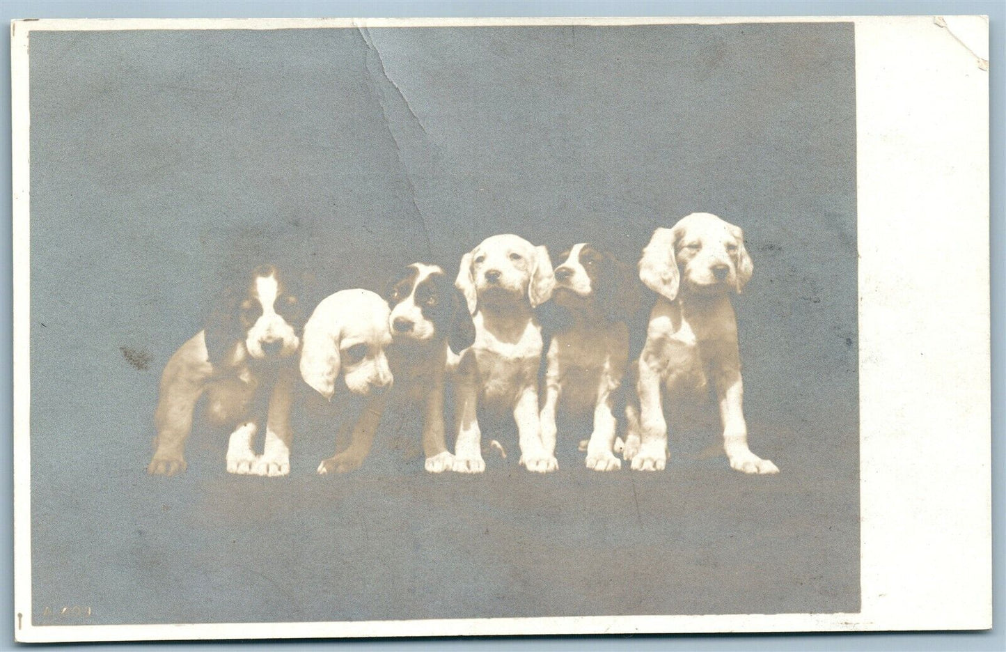 PUPPY DOGS COMPANY ANTIQUE REAL PHOTO POSTCARD RPPC