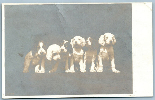 PUPPY DOGS COMPANY ANTIQUE REAL PHOTO POSTCARD RPPC