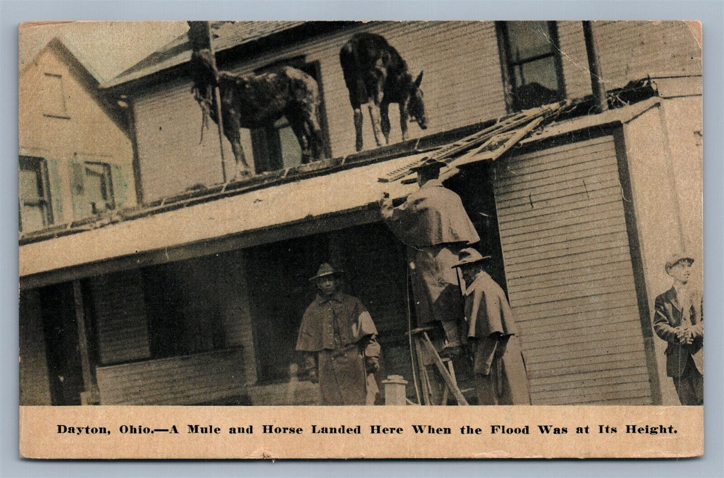 DAYTON OH MULE & HORSE LANDED HERE WHEN FLOOD WAS AT ITS HEIGTH ANTIQUE POSTCARD