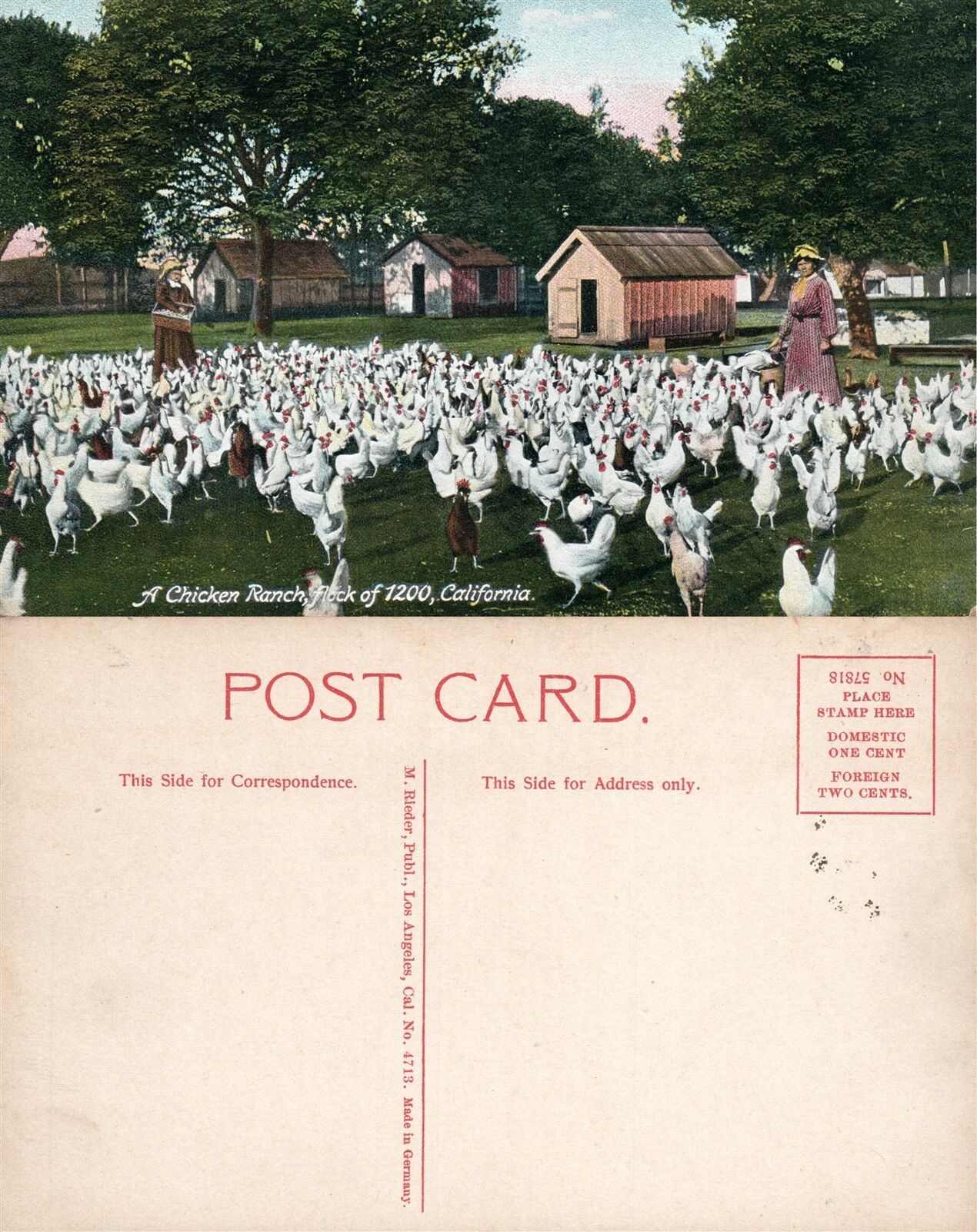 CHICKEN RANCH CA FARM SCENE ANTIQUE POSTCARD