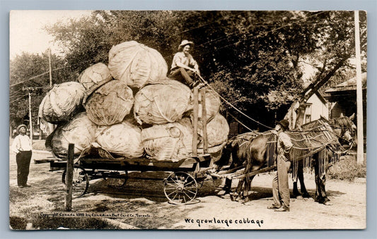 EXAGGERATED CABBAGE HORSE CART ANTIQUE REAL PHOTO POSTCARD RPPC