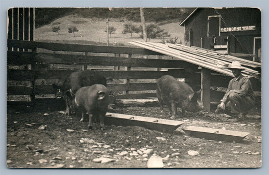 FARM SCENE PIGS FEEDING ANTIQUE REAL PHOTO POSTCARD RPPC