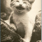 ANGRY KITTEN ANTIQUE REAL PHOTO POSTCARD RPPC