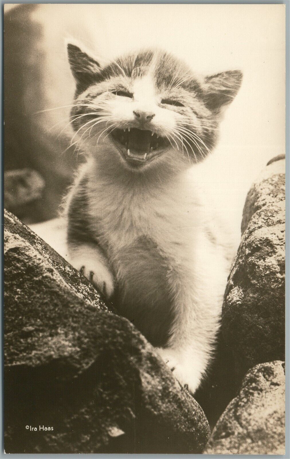 ANGRY KITTEN ANTIQUE REAL PHOTO POSTCARD RPPC