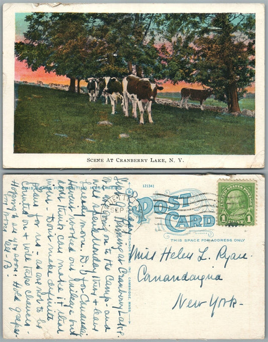 CRANBERRY LAKE N.Y. SCENE w/ COWS 1934 VINTAGE POSTCARD