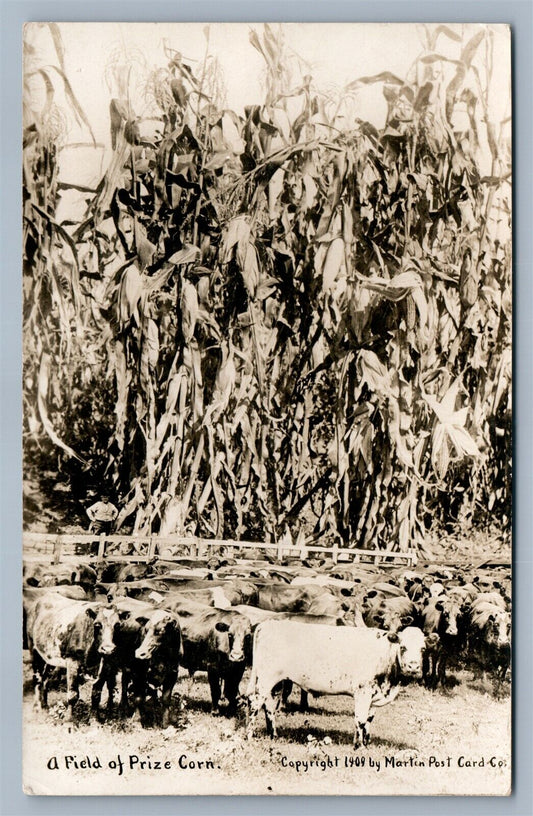 EXAGGERATED CORN w/ COWS ANTIQUE REAL PHOTO POSTCARD RPPC farm montage collage