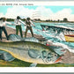 EXAGGERATED FISHING 1934 VINTAGE POSTCARD
