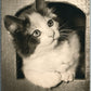 MORNING CAT ANTIQUE REAL PHOTO POSTCARD RPPC