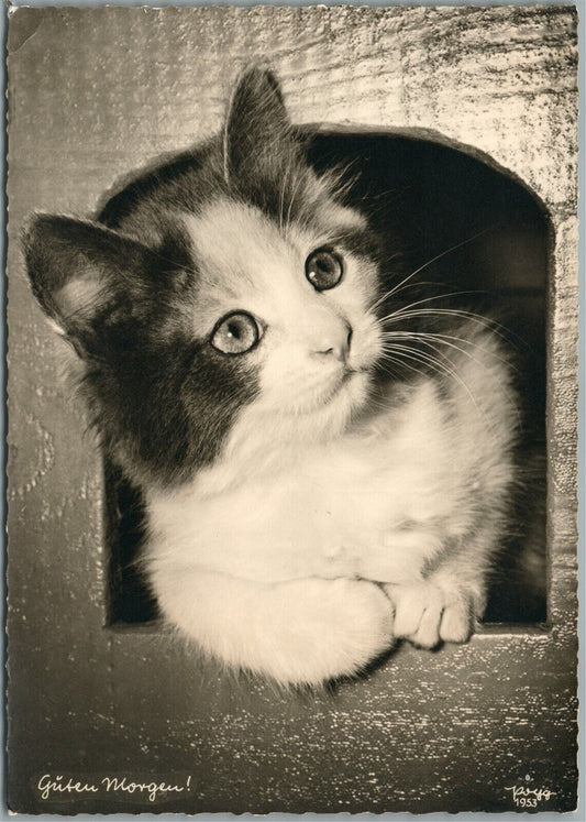 MORNING CAT ANTIQUE REAL PHOTO POSTCARD RPPC