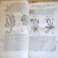 1615 HISTORY of PLANTS by Jacques DALECHAMPS ILLUSTRATED 2 FOLIO VOLUMES antique