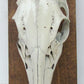 ANIMAL SKULL MOUNTED taxidermy