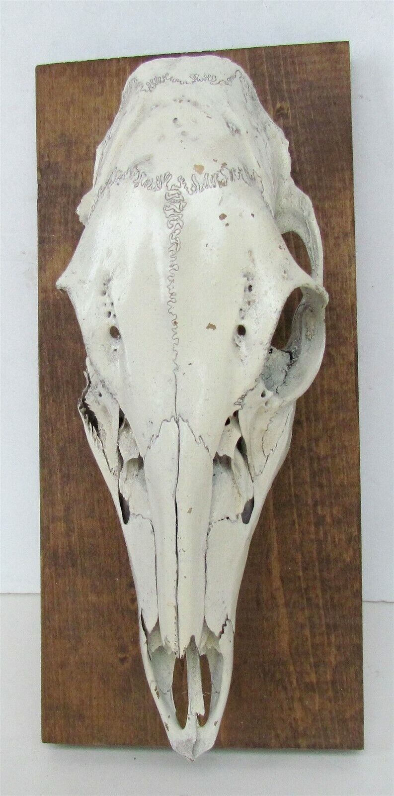 ANIMAL SKULL MOUNTED taxidermy