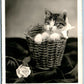 CUTE CAT IN BASKET SWISS ANTIQUE REAL PHOTO POSTCARD RPPC