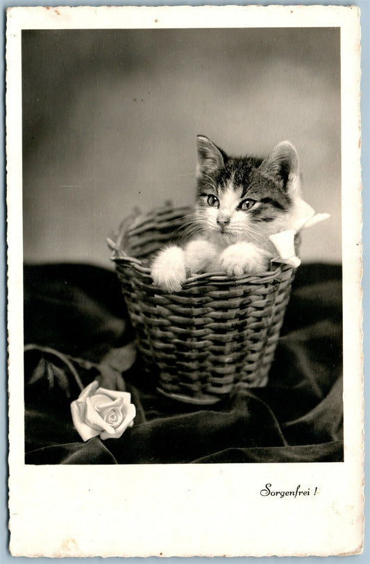 CUTE CAT IN BASKET SWISS ANTIQUE REAL PHOTO POSTCARD RPPC