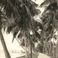 PALM BEACH FL LAKE SHORE VINTAGE REAL PHOTO POSTCARD RPPC